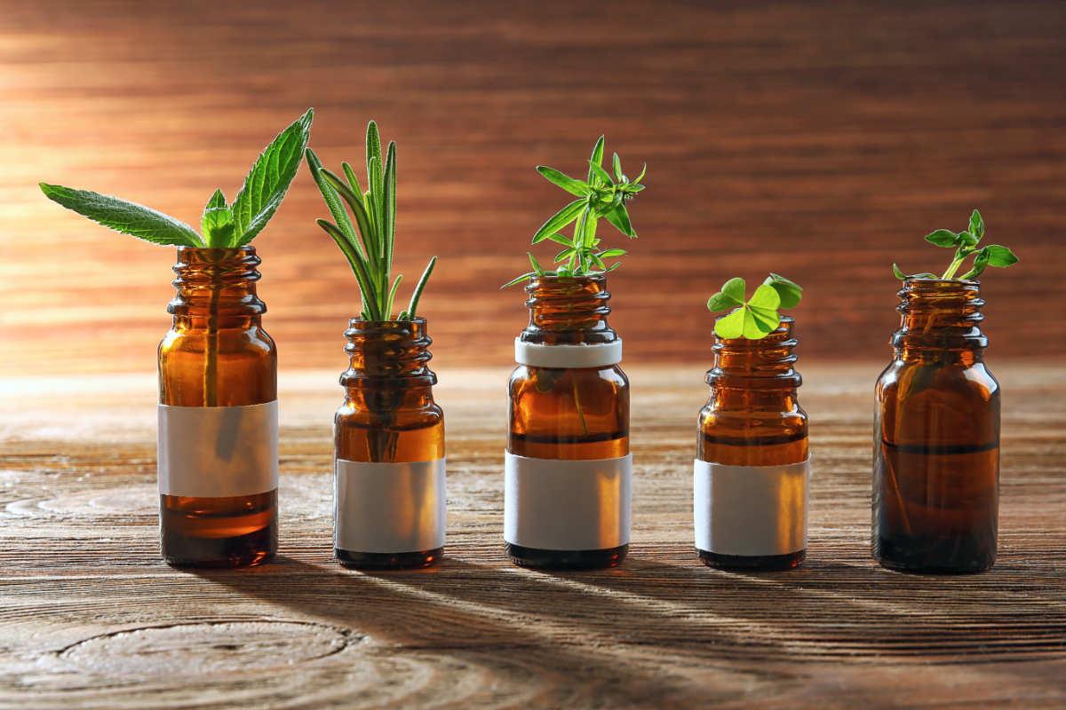 Zelené výhonky bylinek v lahvičkách