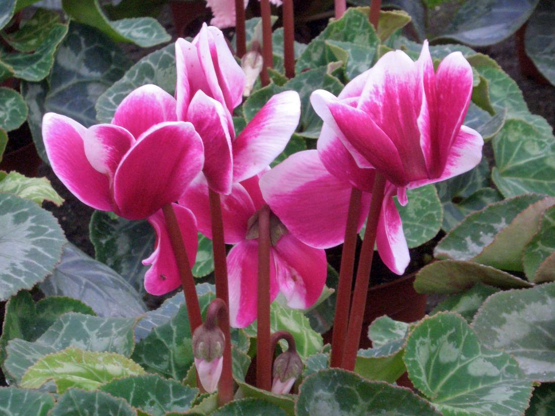 Které květiny jsou vánoční a co napovídají jejich barvy?