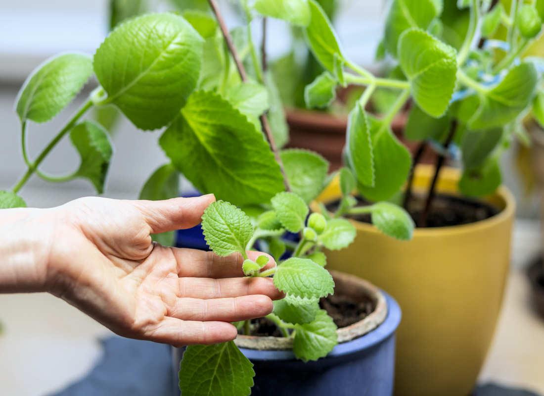 Rýmovník – voňavá bylinka pro zdraví, kuchyni i domácnost