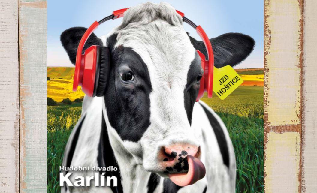 Kráva se sluchátky