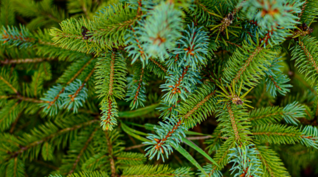 Smrková pryskyřice: staletími ověřená a pokožkou schválená