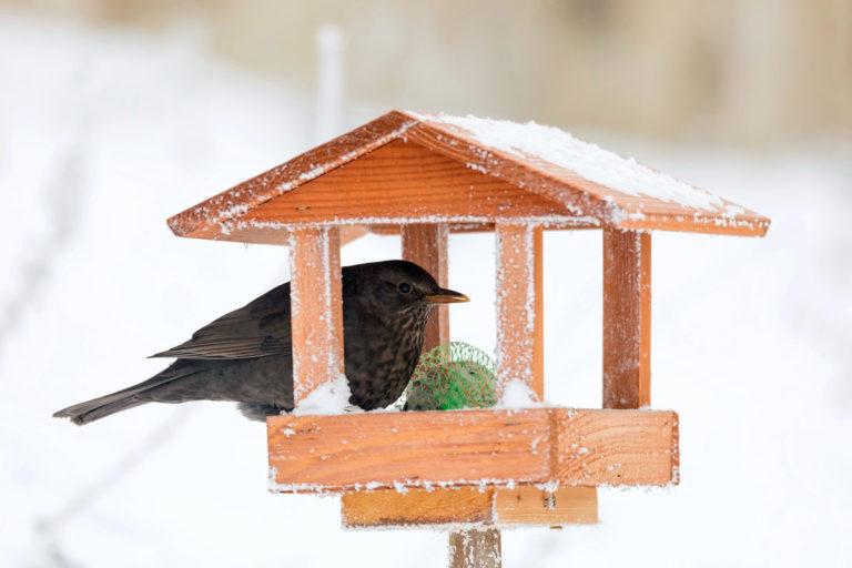 Vyberte ptákům správné zobání: semena, rozinky, bobule…
