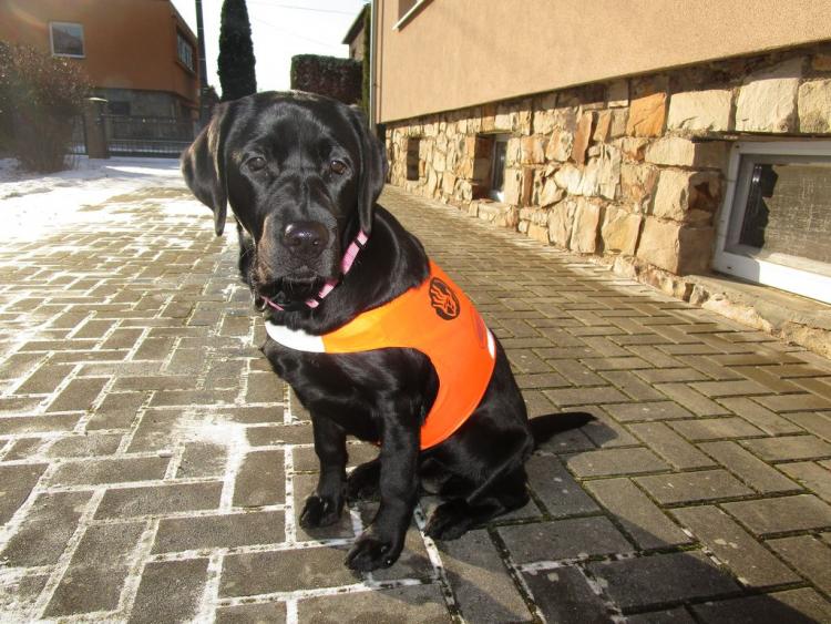 Výcvik vodících psů pro nevidomé a slabozraké
