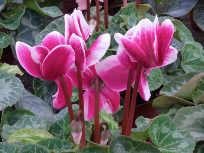 Které květiny jsou vánoční a co napovídají jejich barvy?