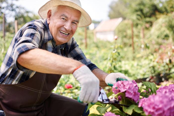 Senior na zahradě stříhá květiny