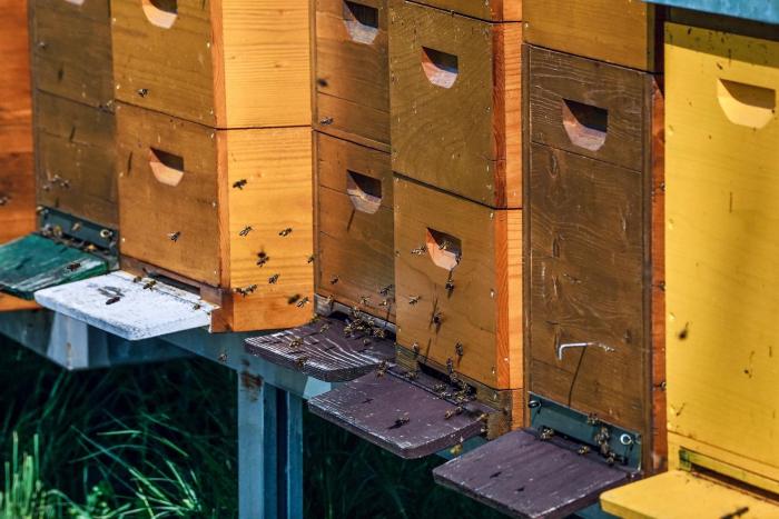 Zlínský kraj loni podpořil stovku včelařů, žádat o dotaci mohou i letos